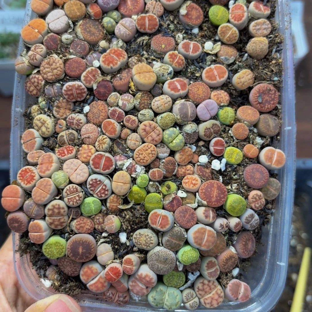 花***哒2801 生石花和肉锥