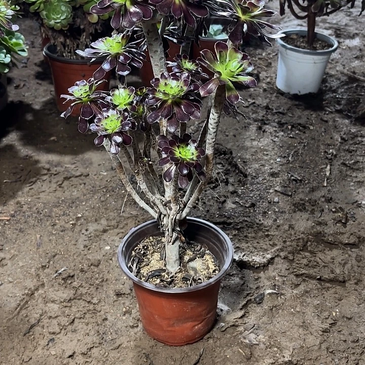 用***9多肉植物法师黑法27