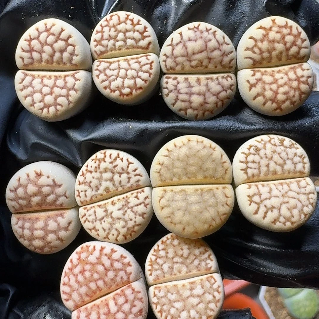 生石花111111。    273