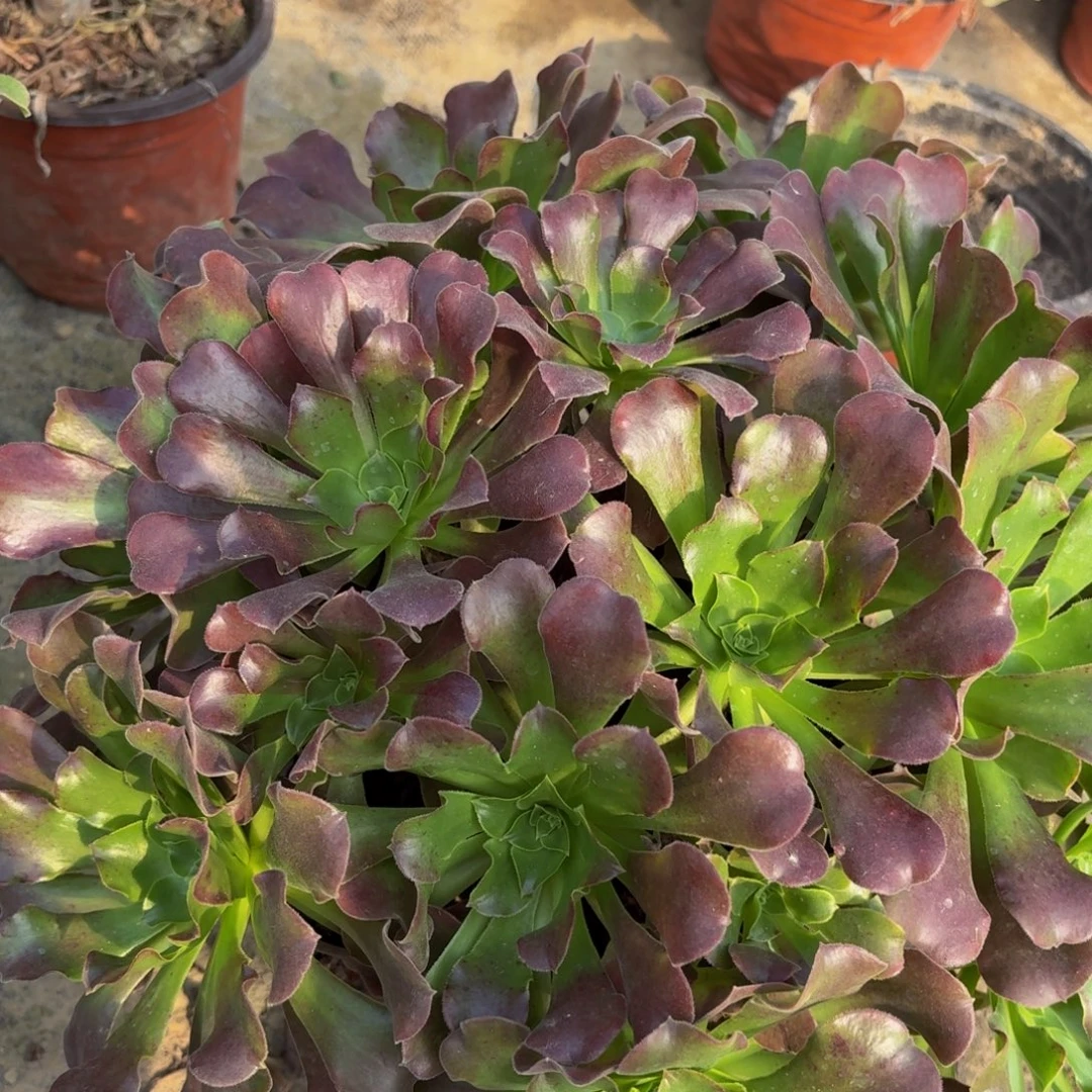 444多肉植物捧花的