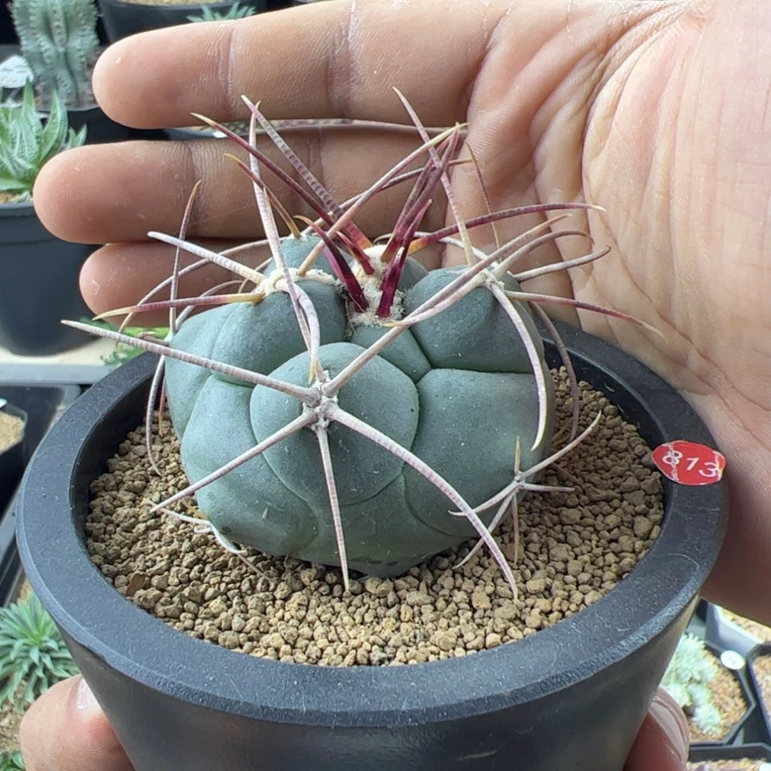 高木绯冠龙实生5一物一拍默认脱土发