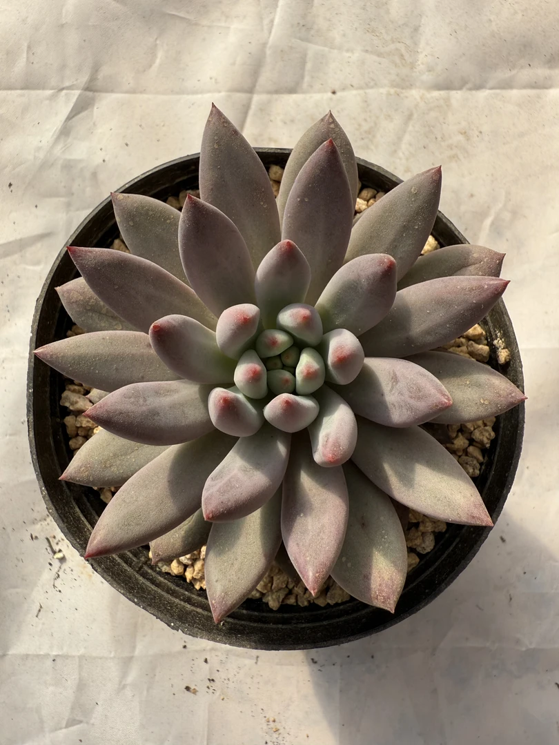 车厘子精品多肉植物