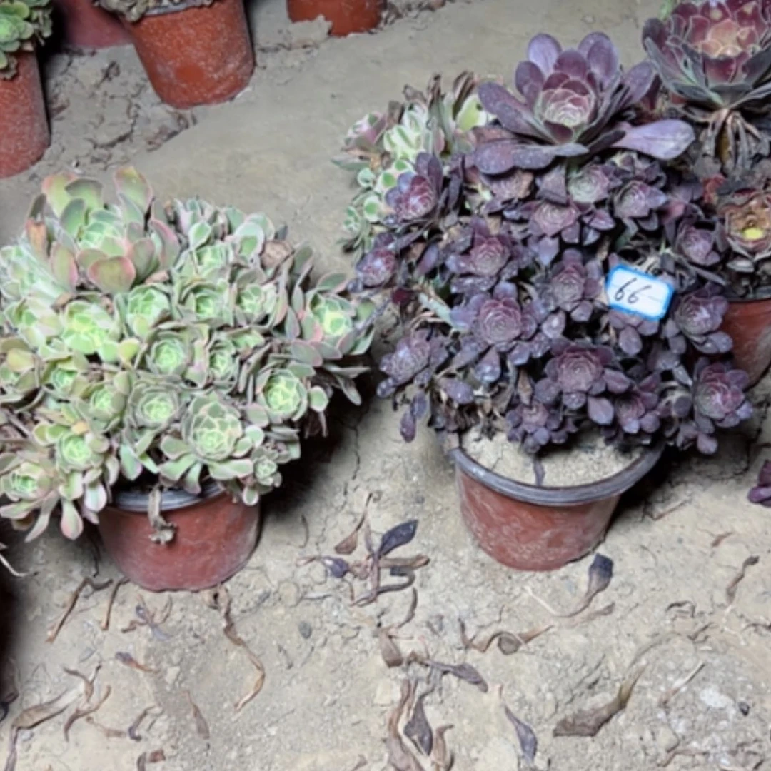 【闪购商品】多肉植物红酒粉女郎66