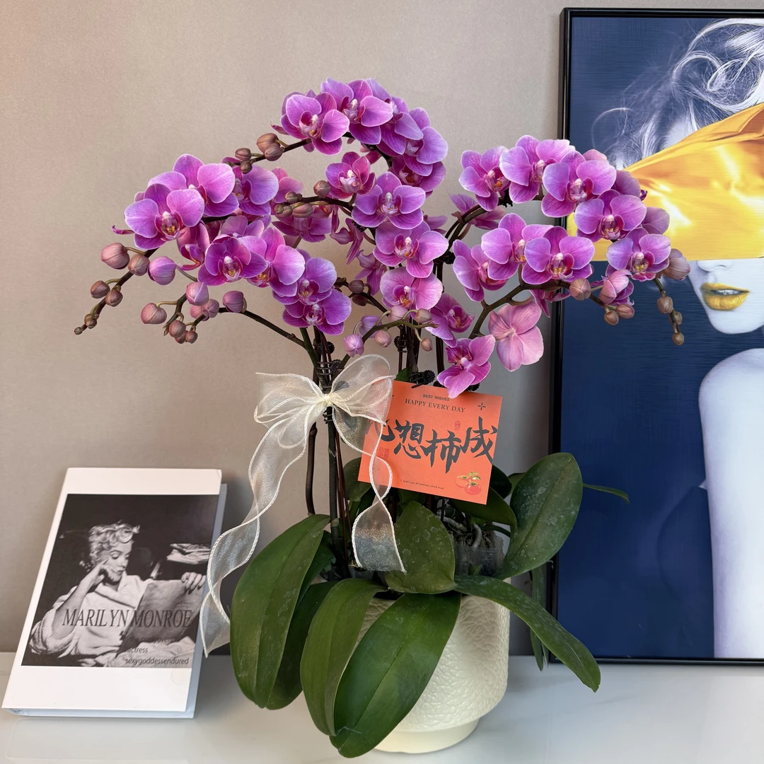 蝴蝶兰【骄阳公主】臻品紫粉色系 绿植盆栽 室内摆放 基地直发