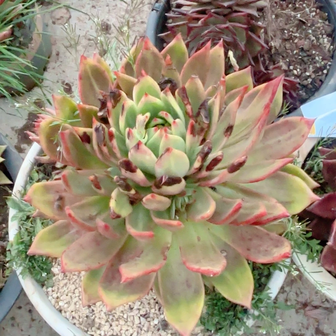 超级弗兰克    23