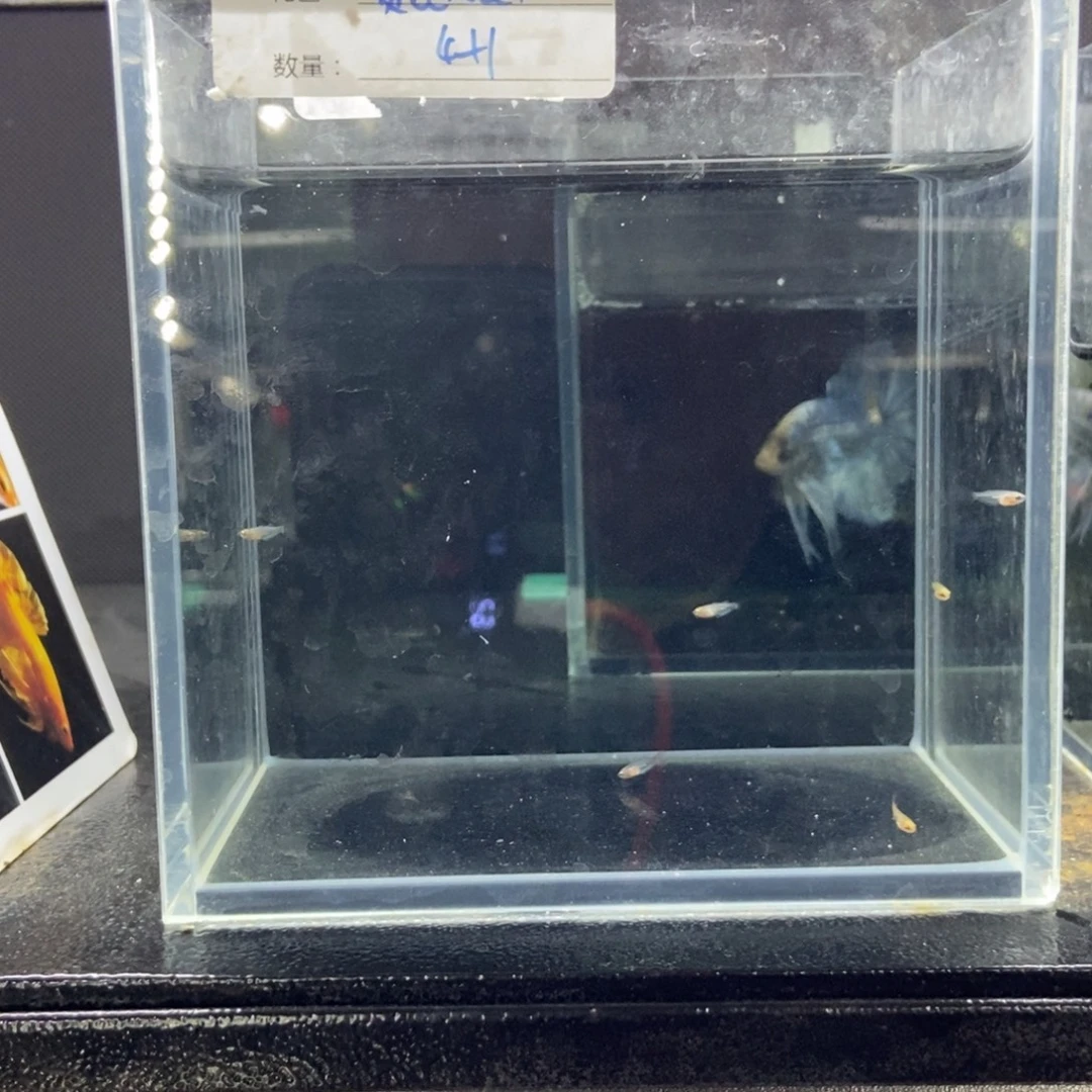 斗鱼包活不包损所见即所得105