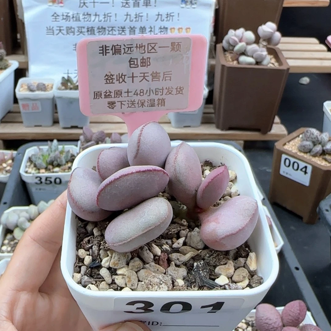 301白肌红蛋多肉