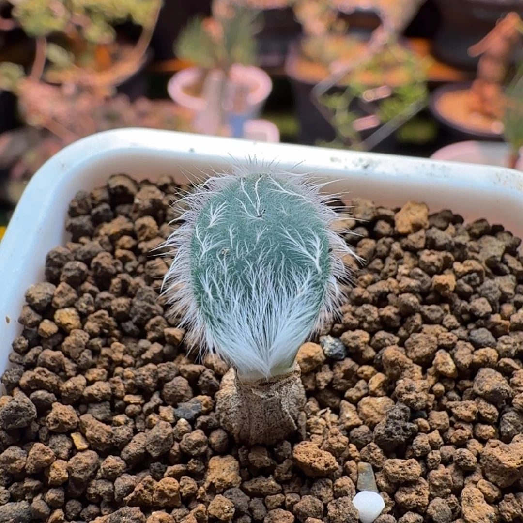 毛叶石蒜821 仙人掌