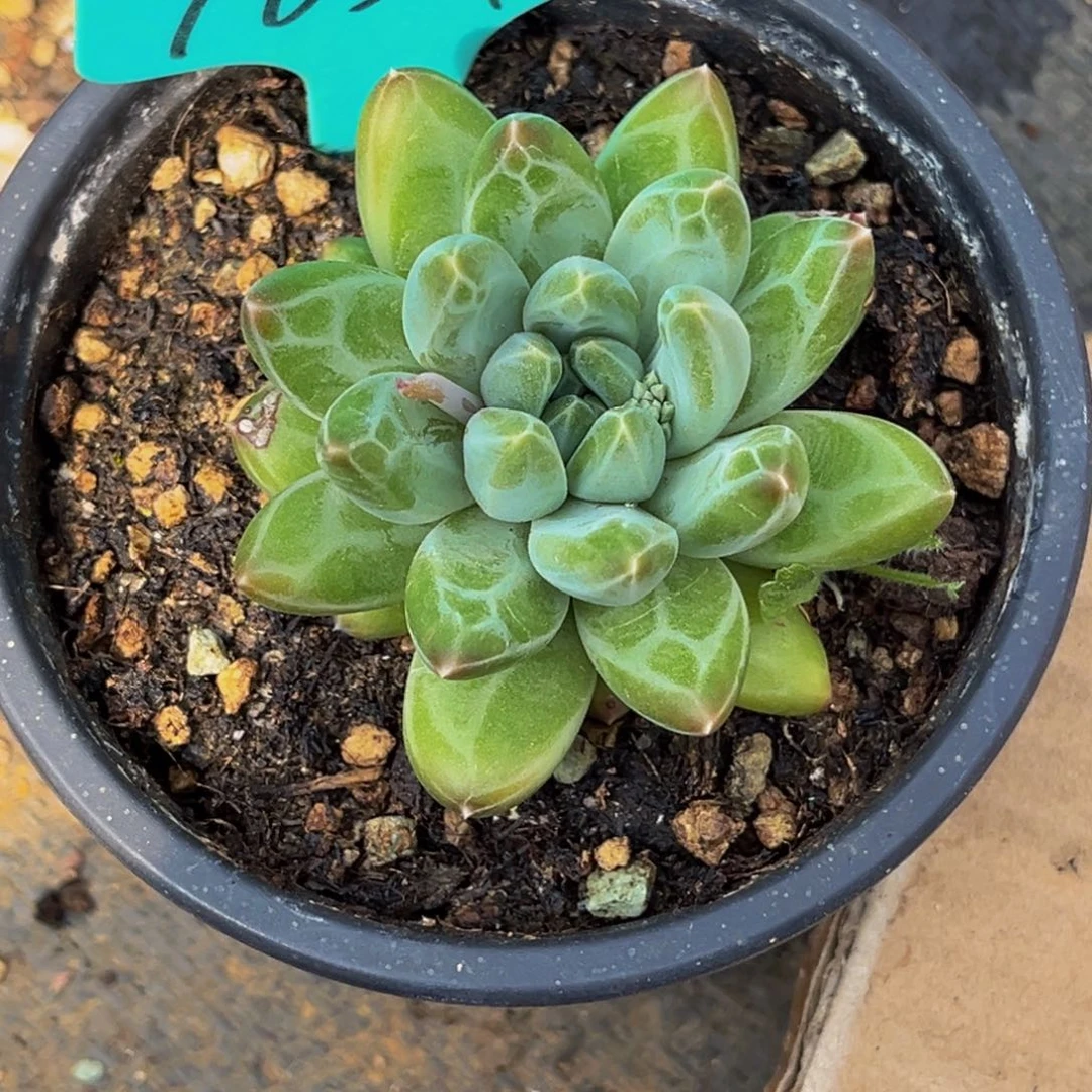 9021号上午多肉植物群生多肉