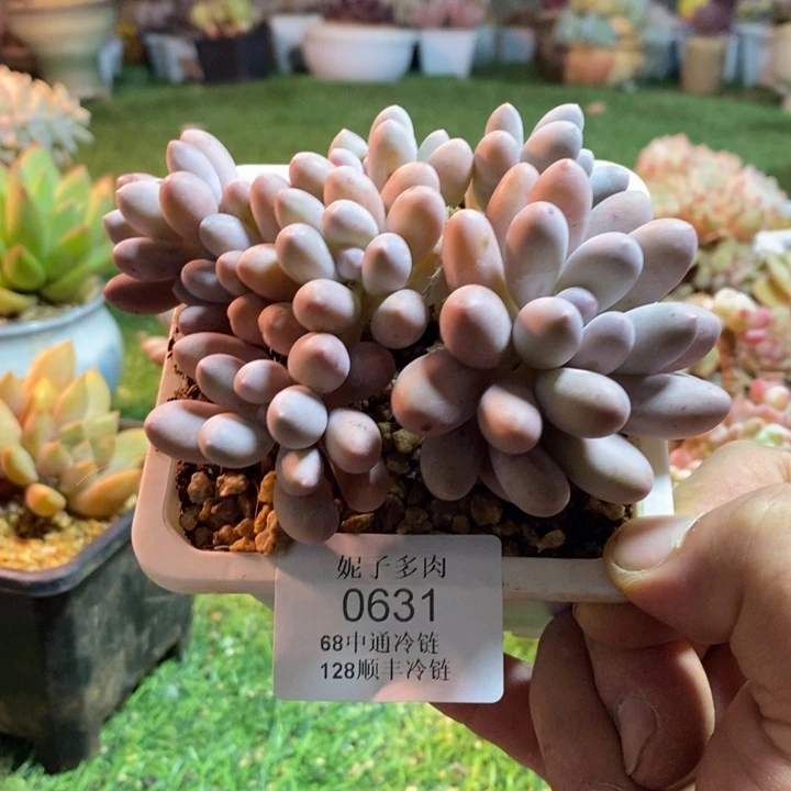 0631啊啊啊啊啊啊啊啊