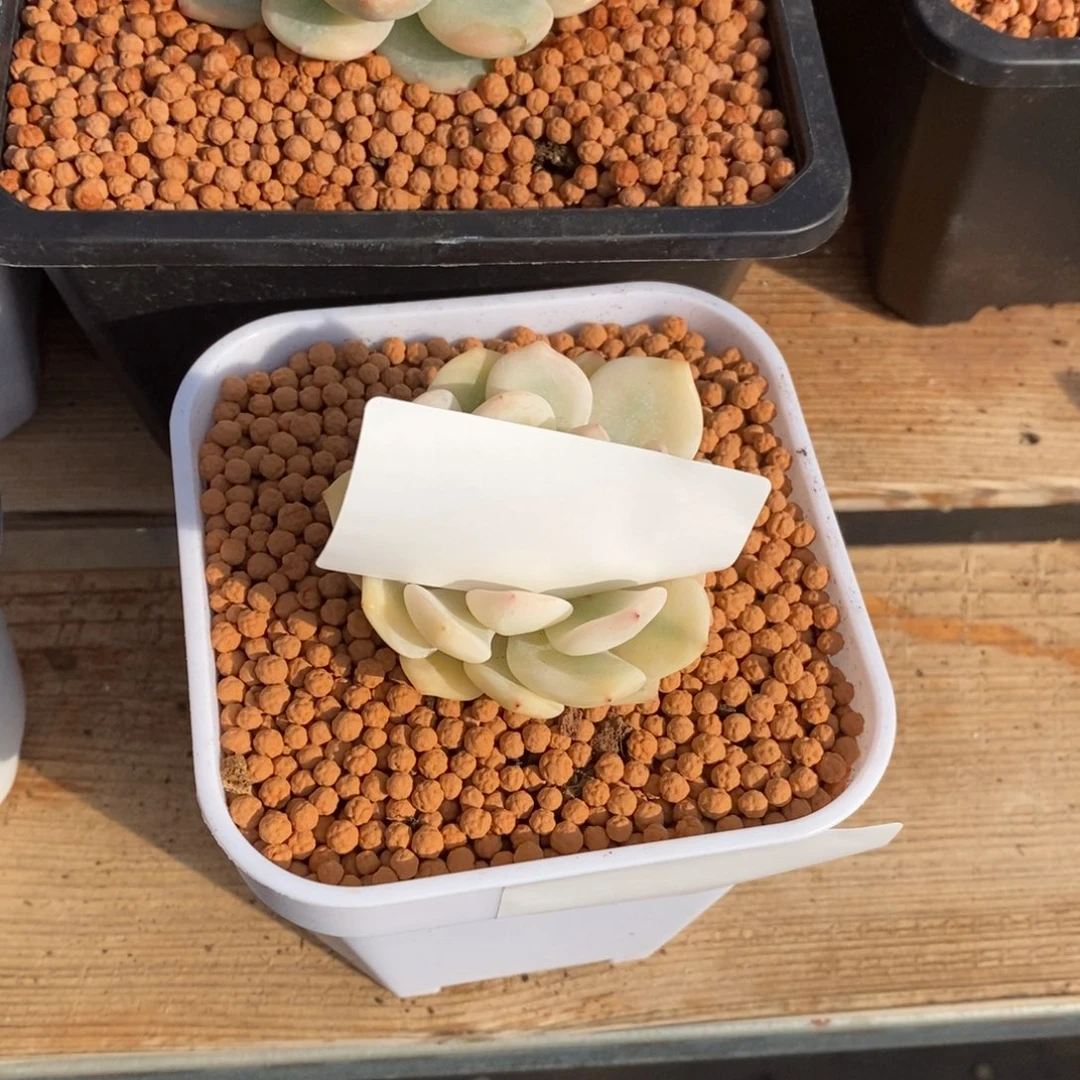 o***.梦露锦多肉植物