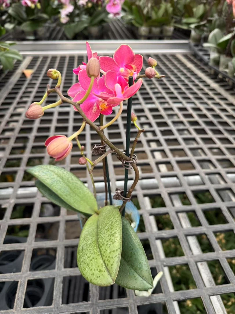 蝴蝶兰【七里香】昆明基地直发