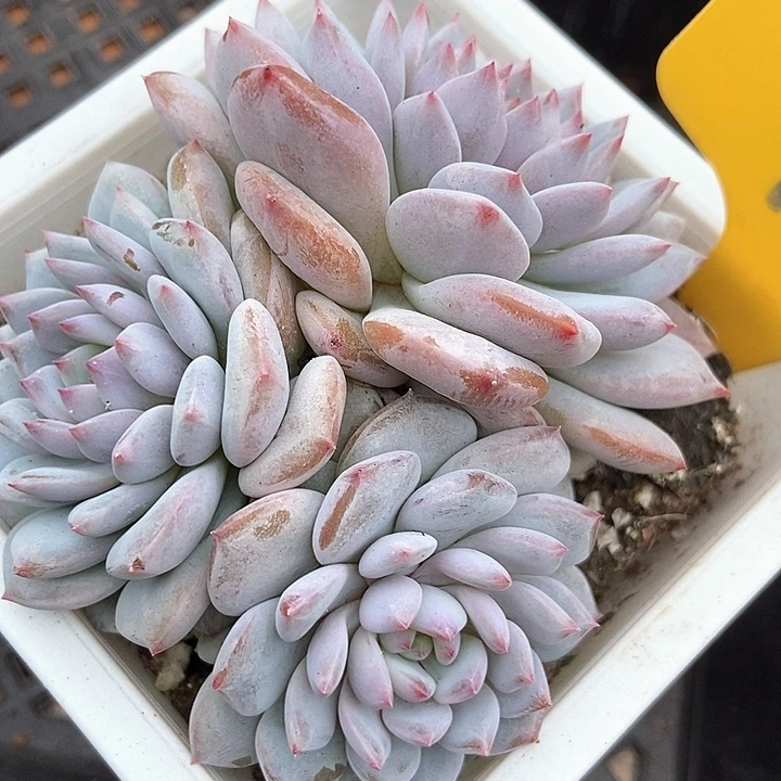 多肉植物玉芙蓉群918多肉