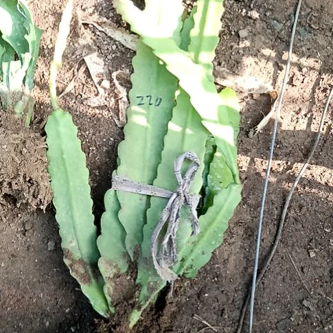 莲***芝完全开放令箭何花唐黄