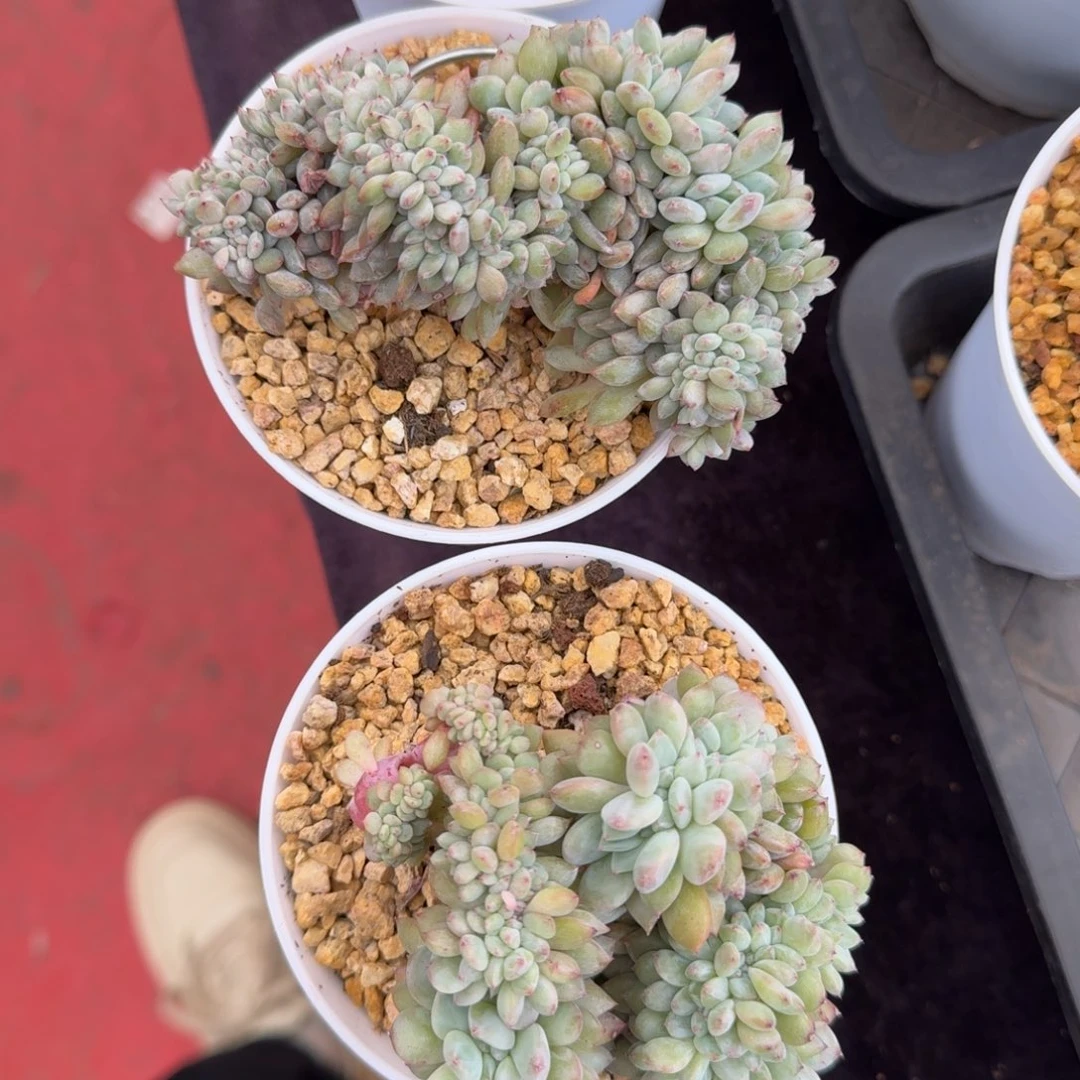 虾***虾2颗一起一物一拍的