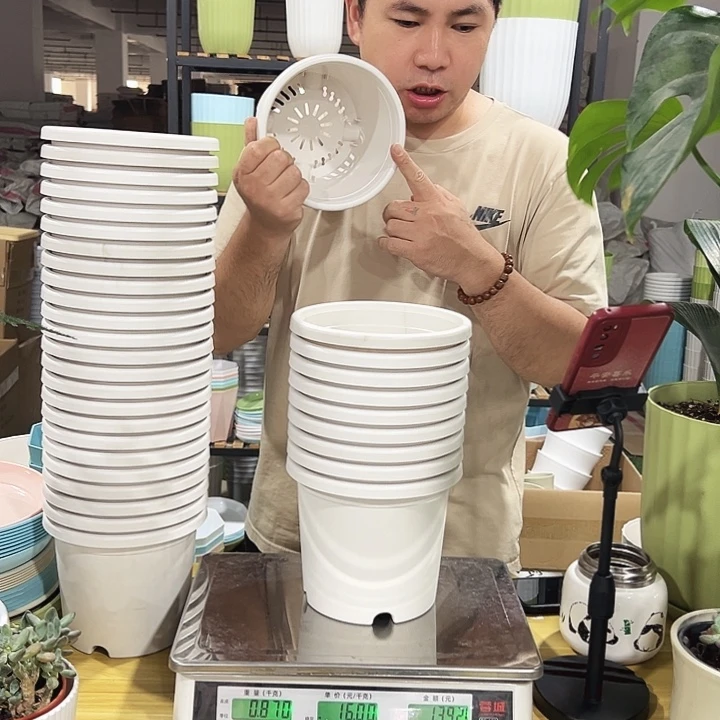 微瑕四季口17高14白色10只无托