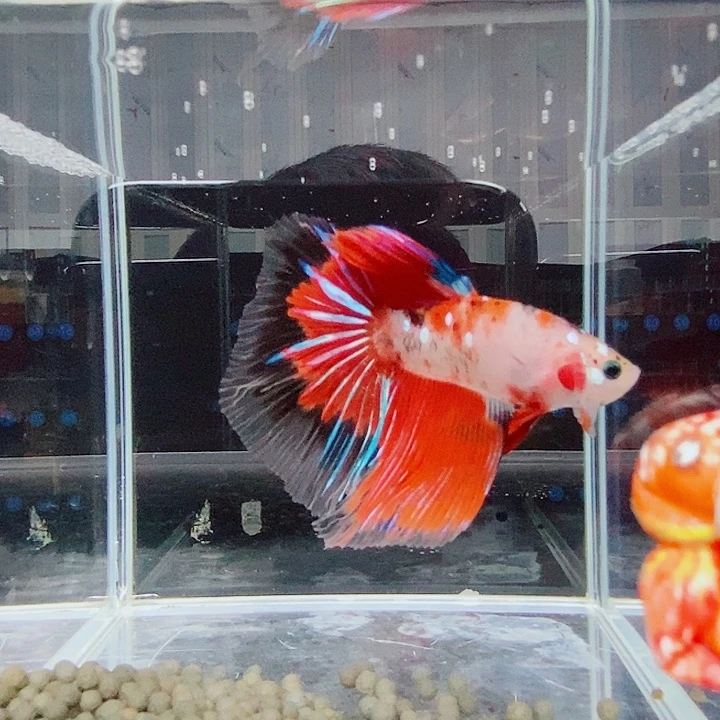 斗鱼黑105号巨斗半月