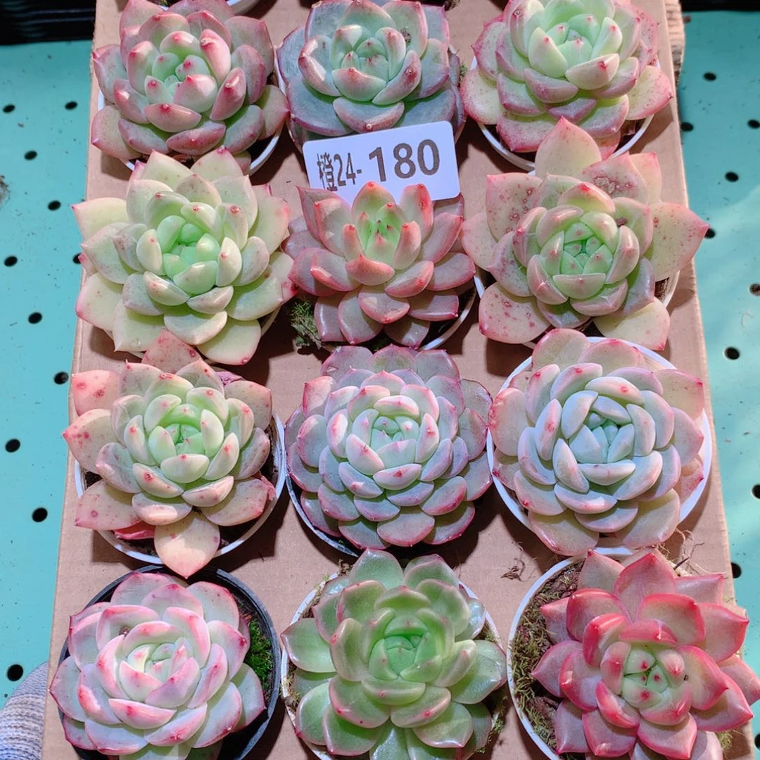 24-180一物一拍多肉带盆18颗