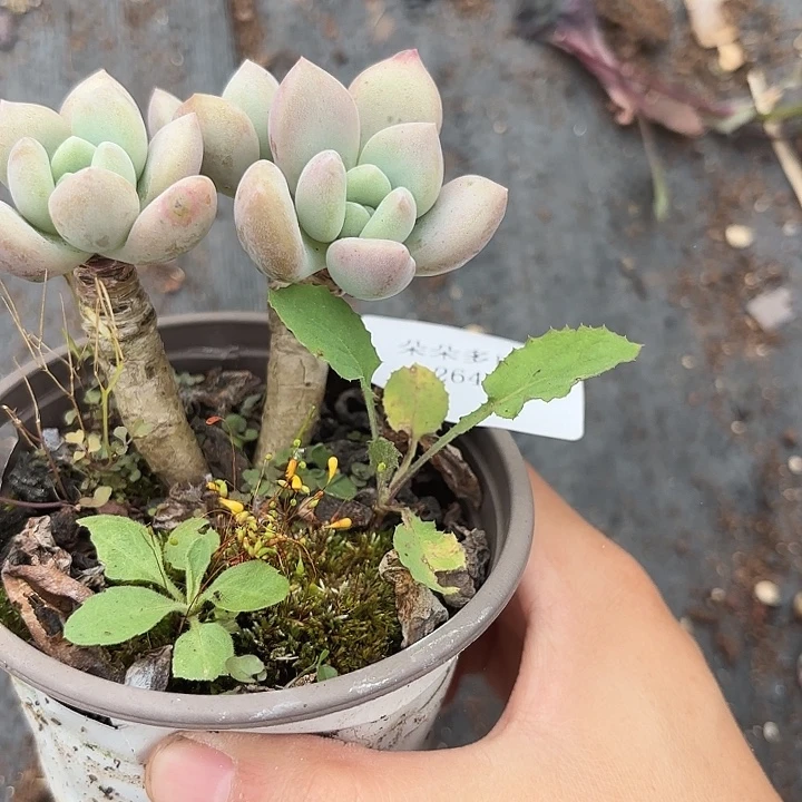 战后264呀呀呀啊呀呀呀呀