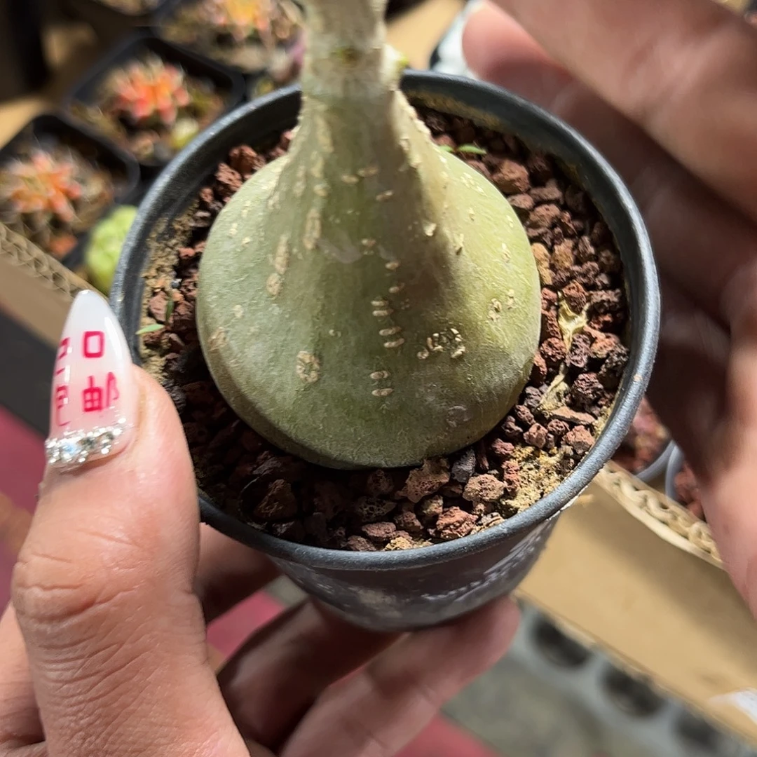 睡布袋单头发货单头