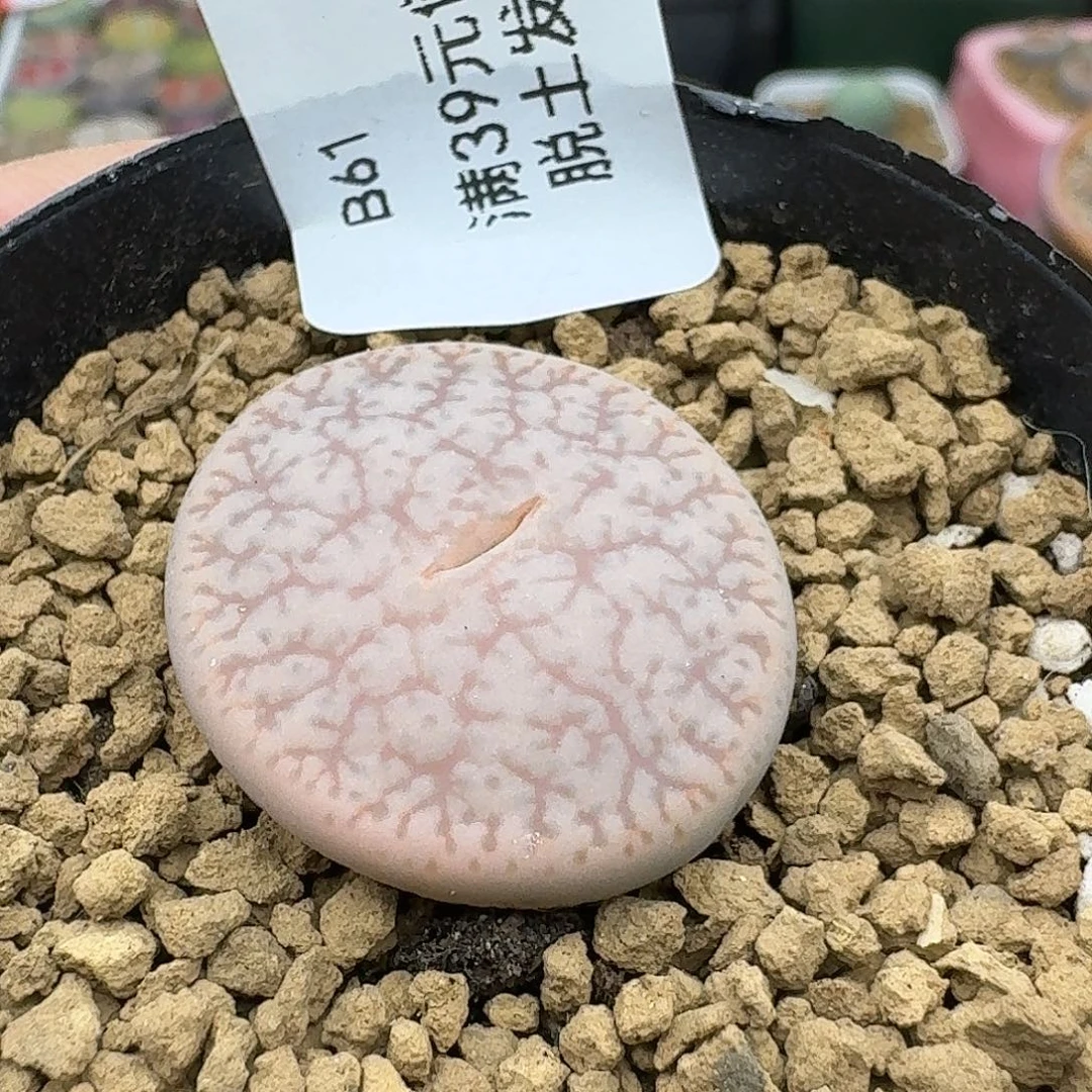 61多肉哈哈哈哈哈哈哈