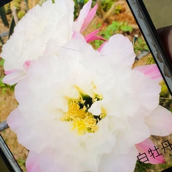 白牡丹侧芽5公分毛花柱