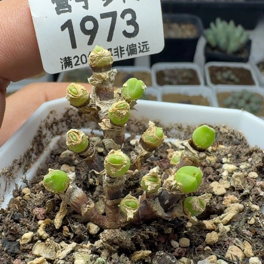 枝干短耳兔。  带盆土。