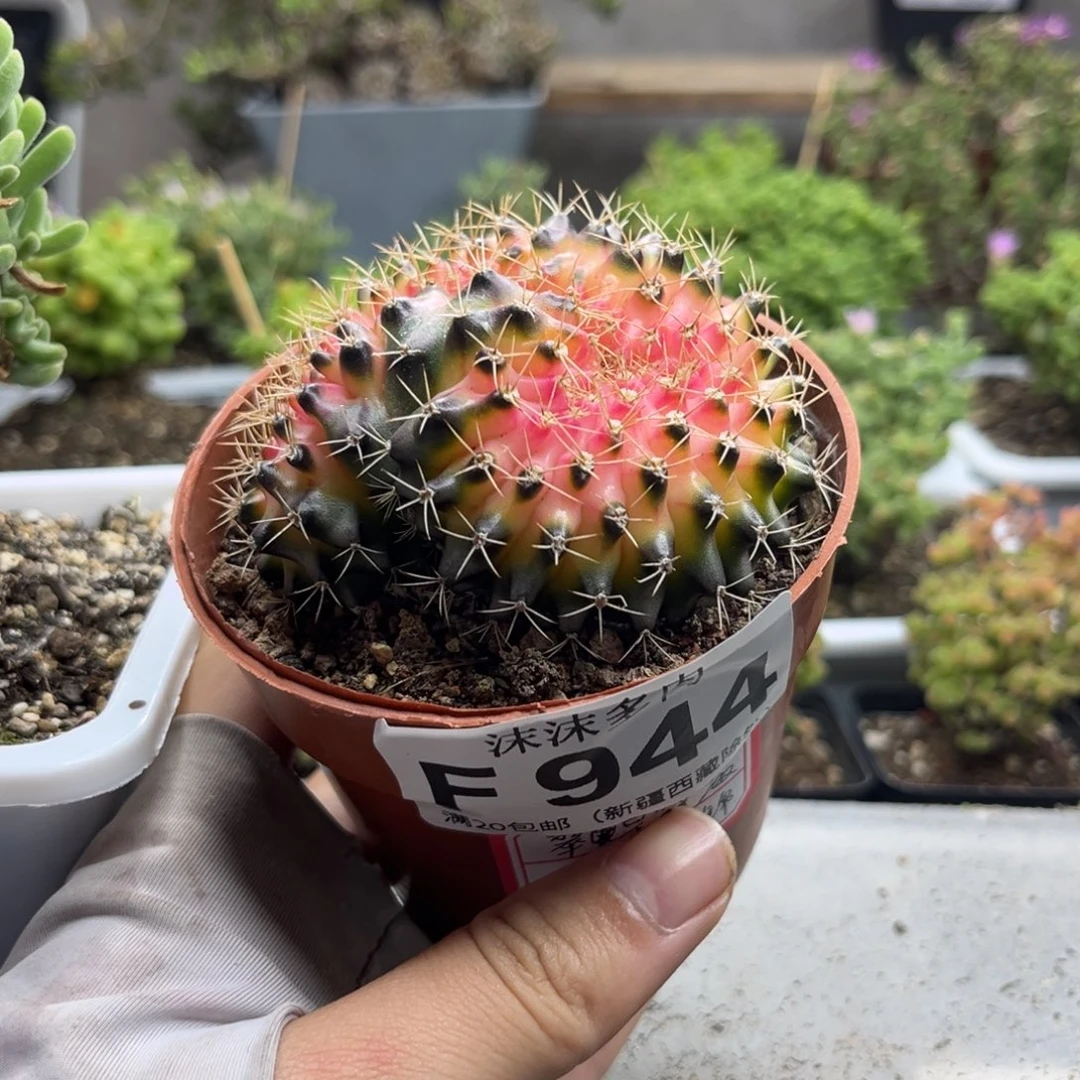 翠皇冠缀化锦944。