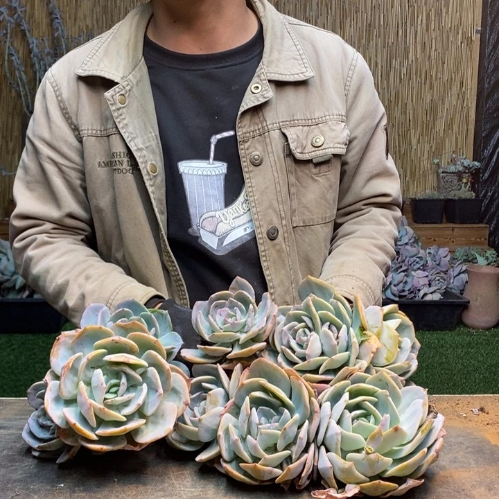 w***8123 号白凤多肉植物