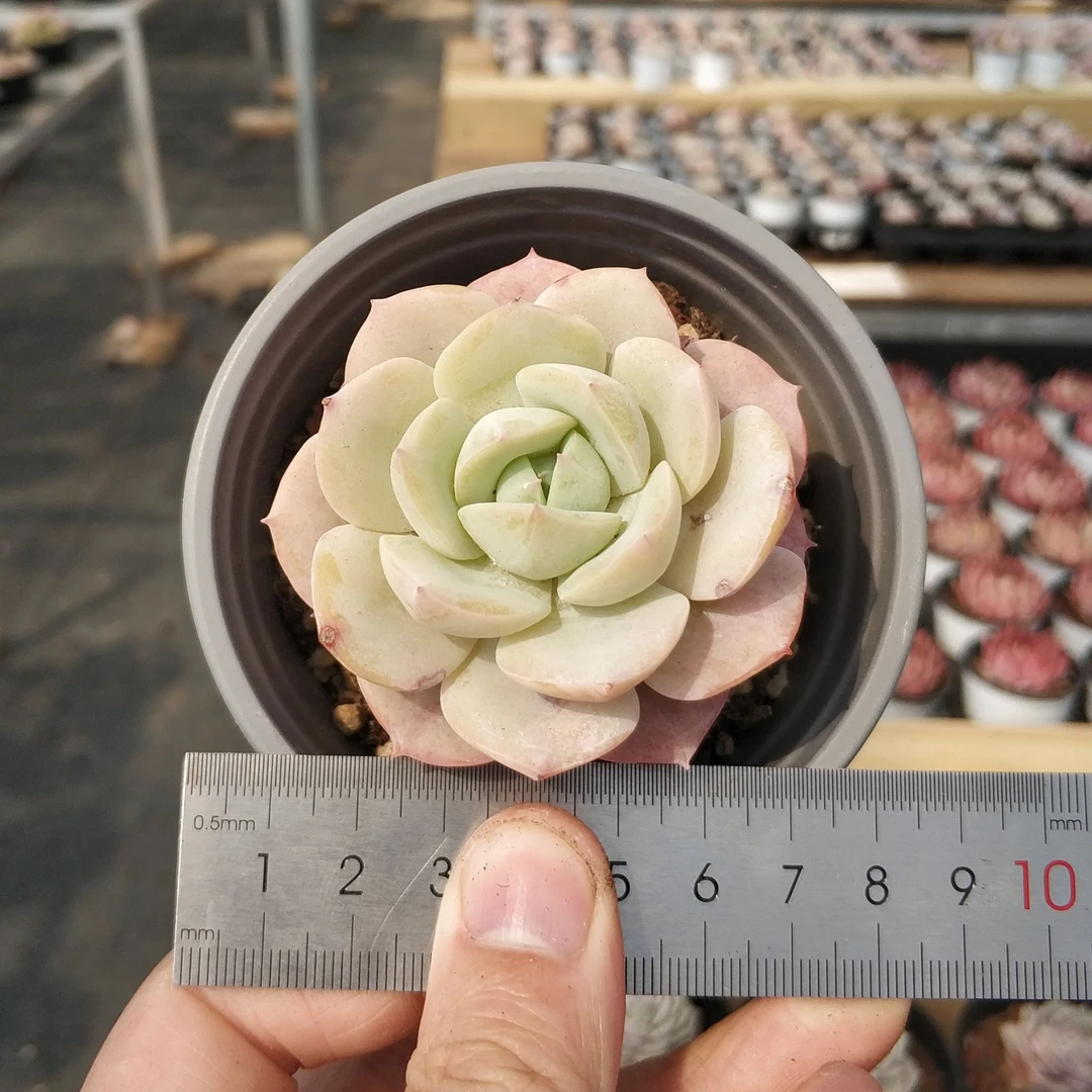 恋曲（单头）多肉植物