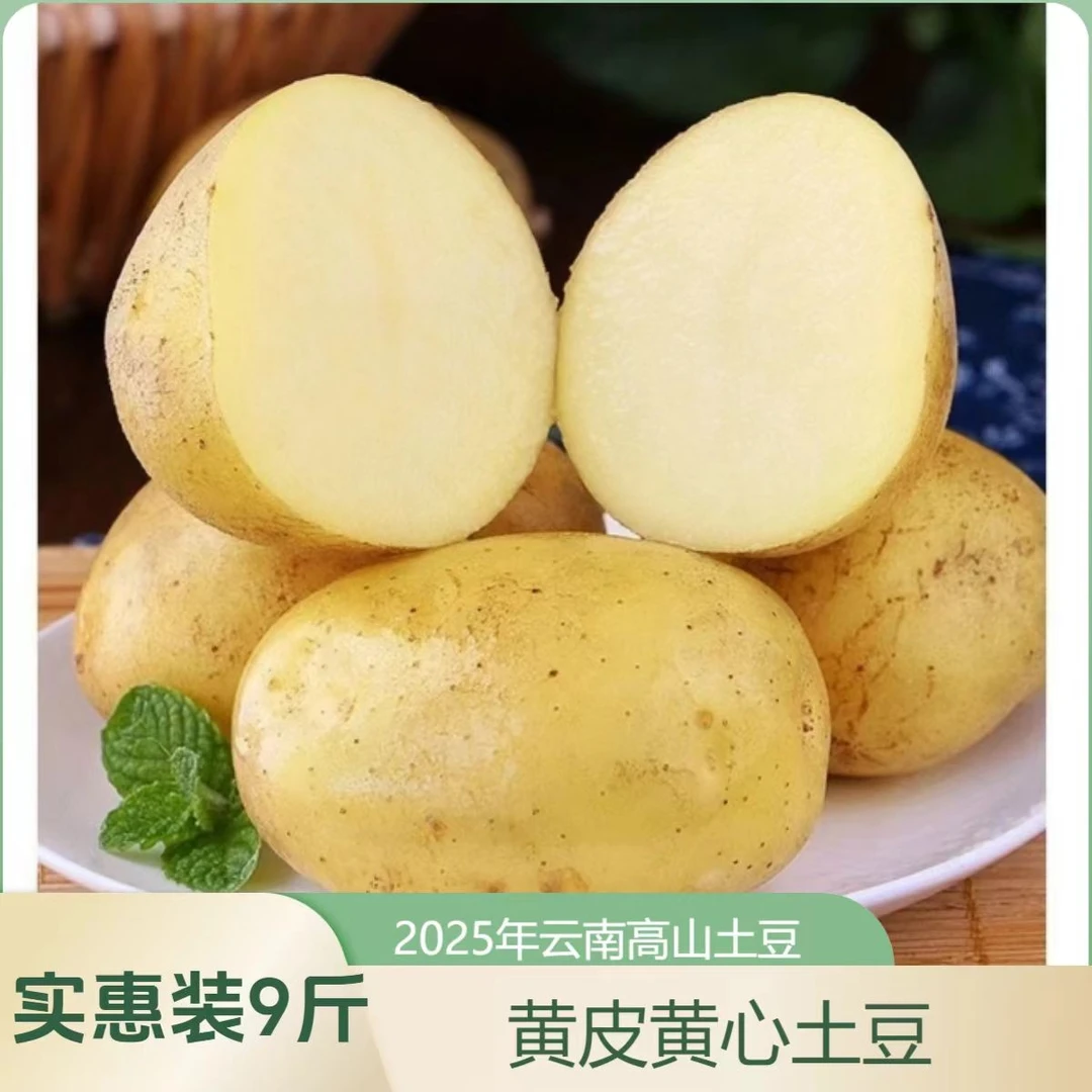 大M2025云南高山沙地老品种新鲜黄皮黄心土豆马铃薯现挖