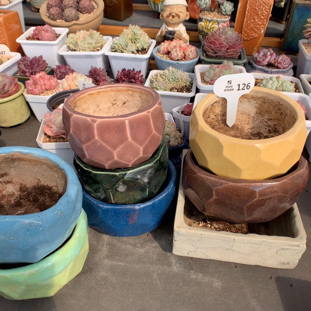 反*序126 一筐盆多肉