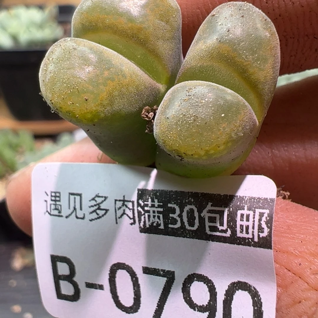 790 多肉植物1111111111111