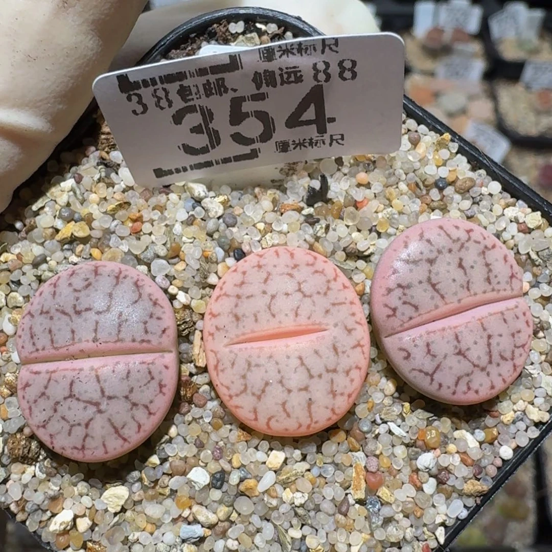 zzzzz生石花肉锥354