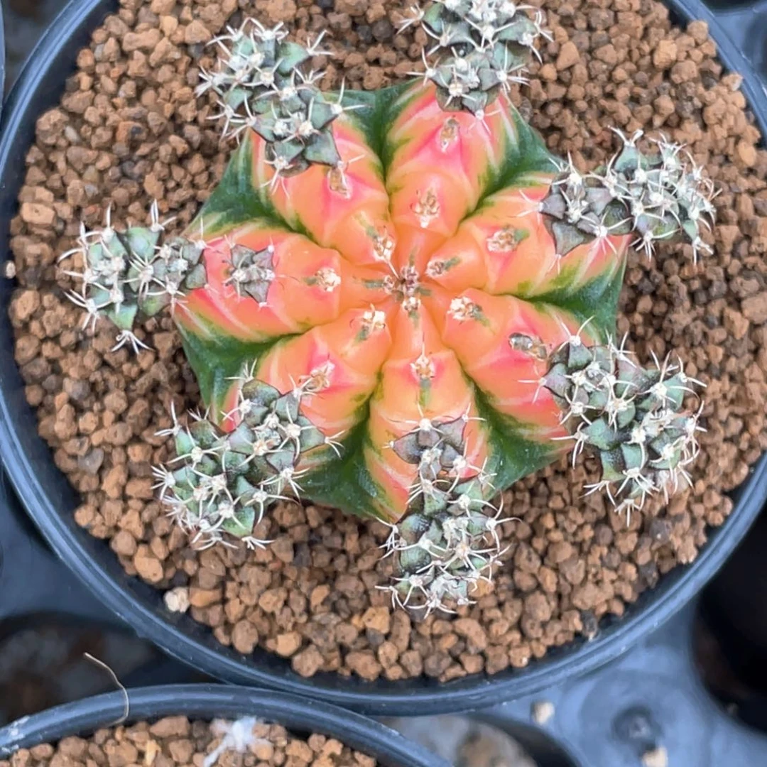 当前无花朵，栽培后可花朵粉水晶
