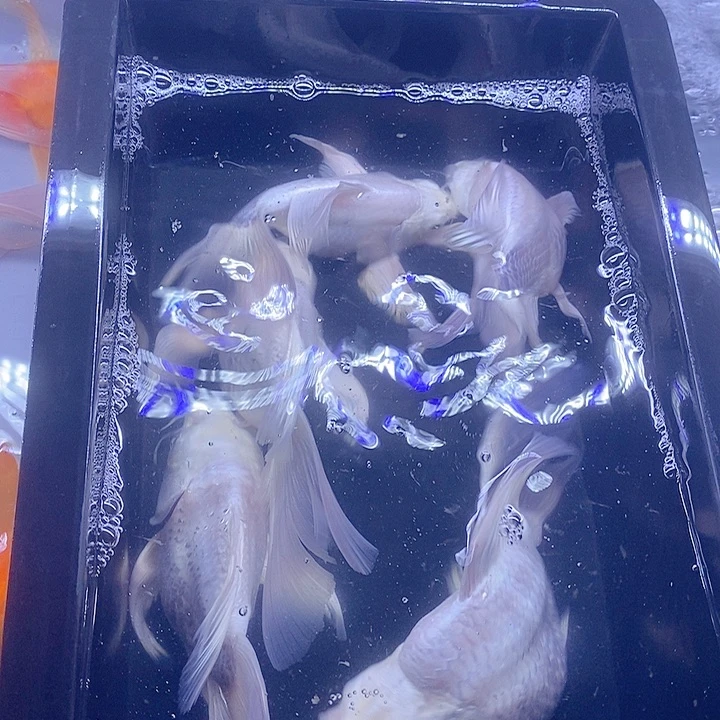 呆***呆蝴蝶鲤鱼五个蝴蝶鲤