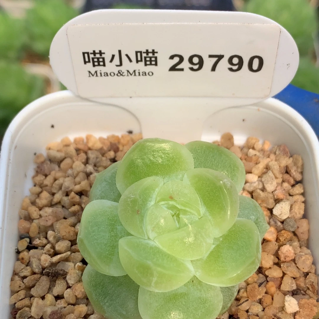 多肉植物杂交珍妮