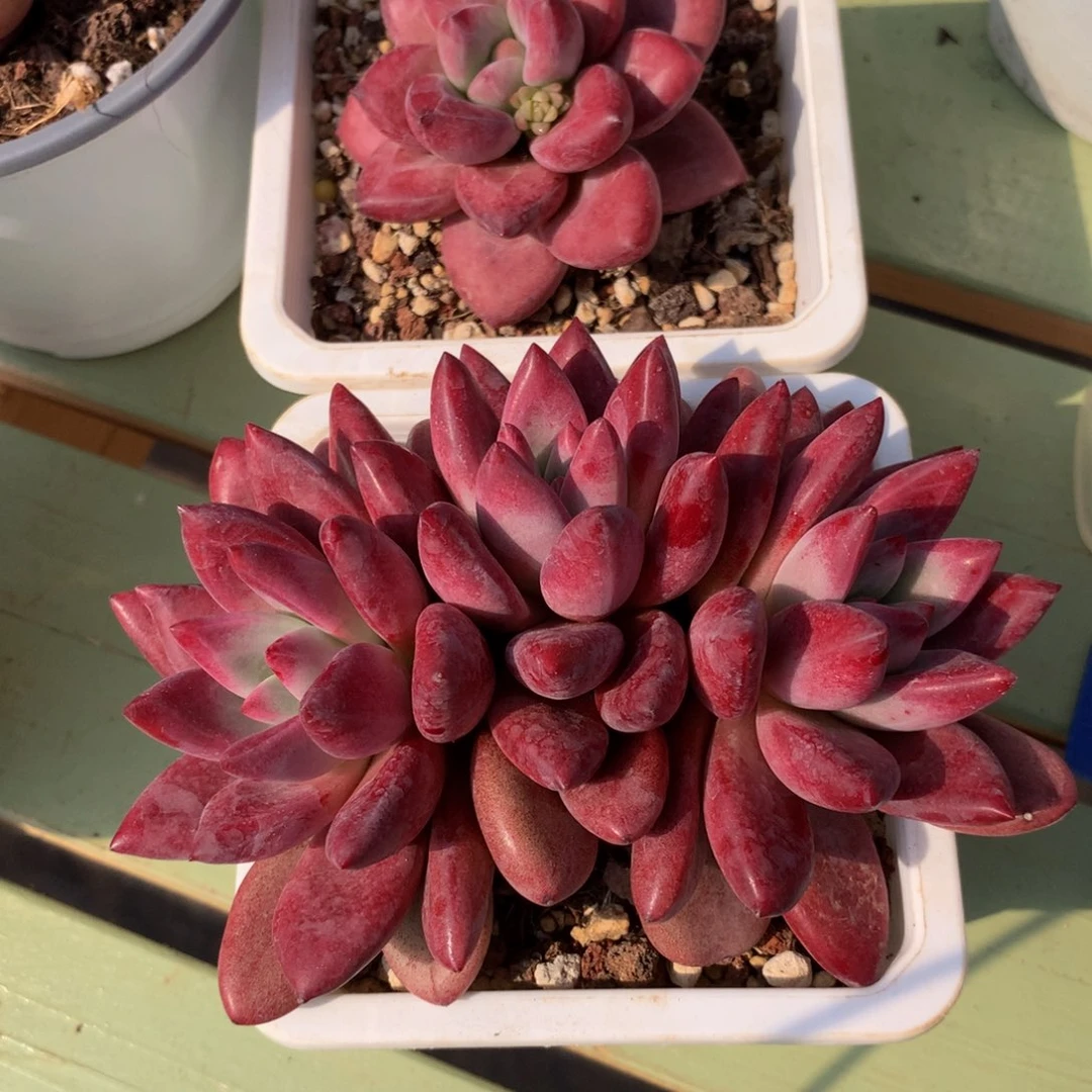 嵐*赫菲斯托三头和精控