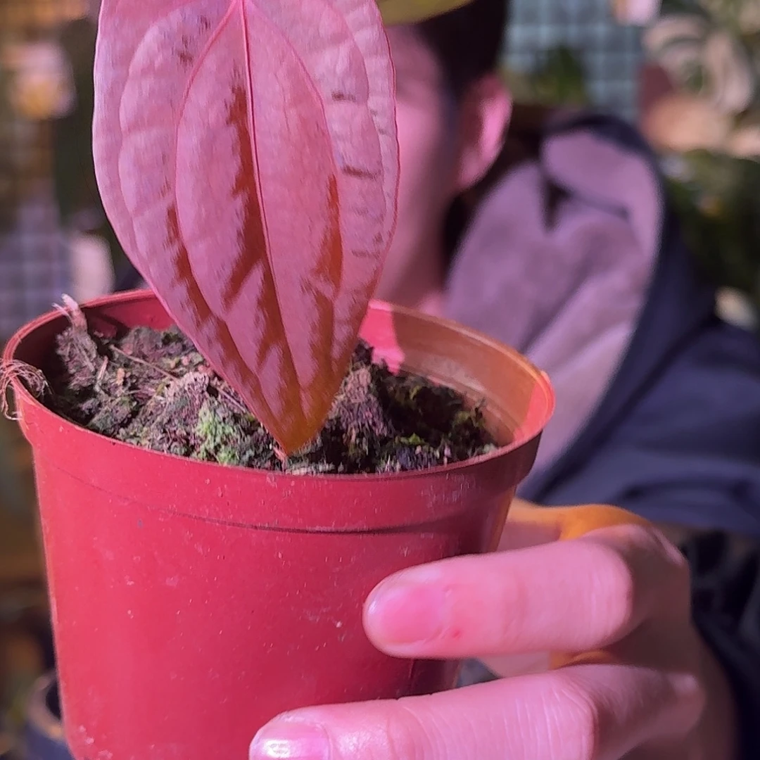 大部分花苞少量开放H327夜龙杂bvep