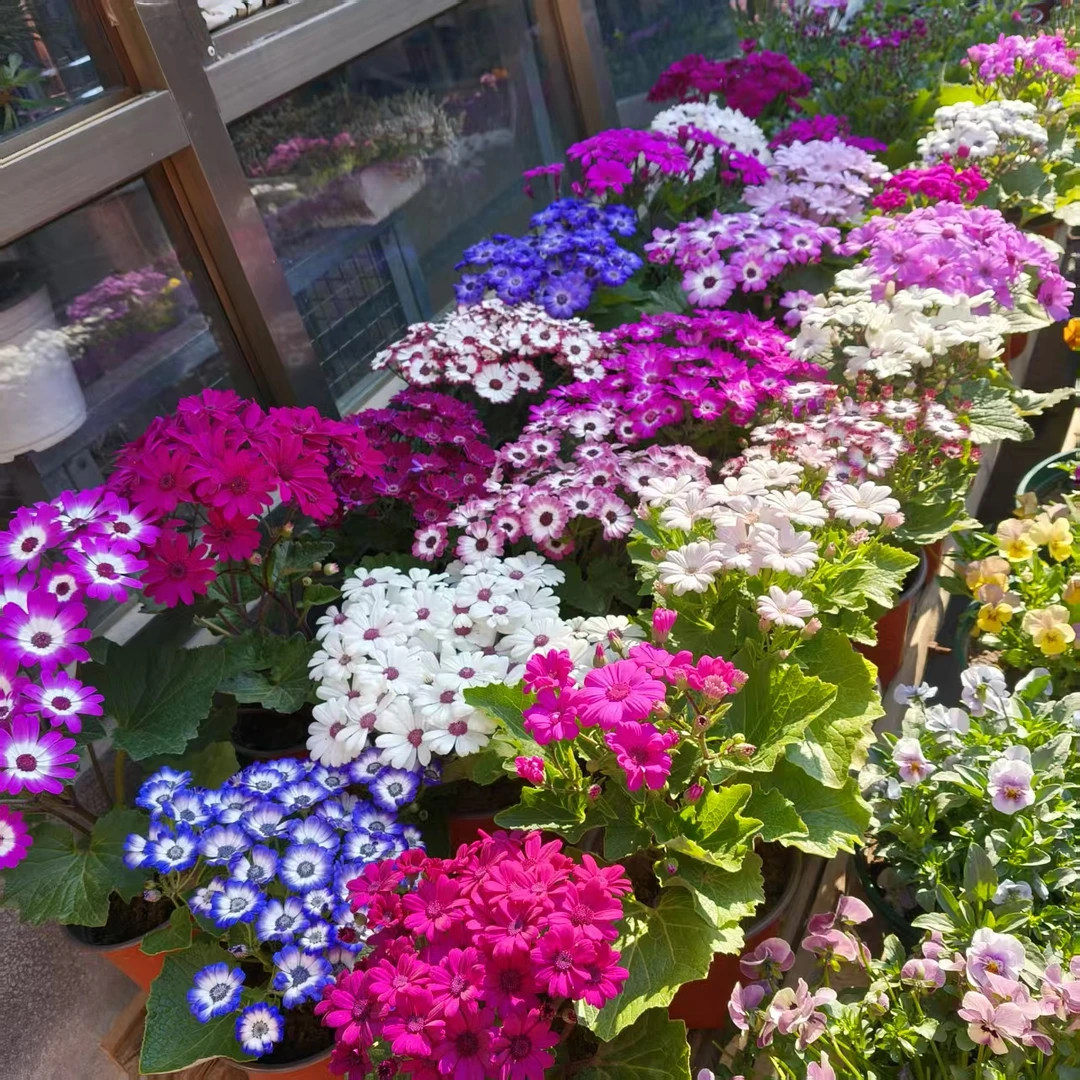 花园耐寒瓜叶菊 原盆原土多色 室内室外花卉富贵菊年宵花