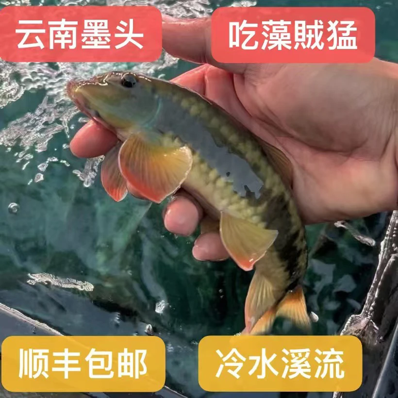 云南墨头 侨街墨头 溪流鱼 吉罗缸 原生鱼 对水质要求低 吃藻好看