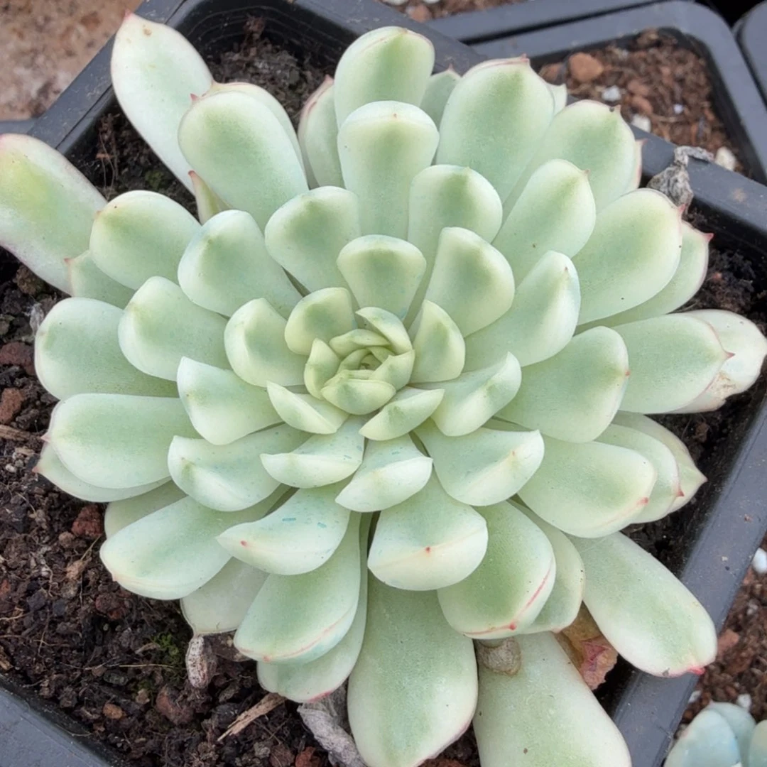 一刻的梦幻一刻的腹轮锦