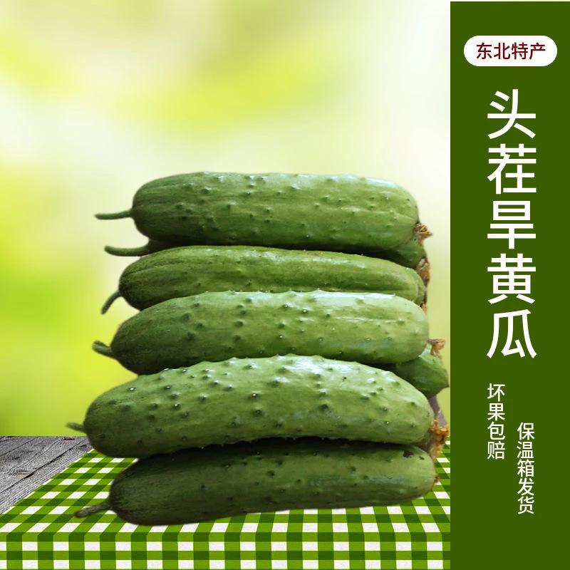 新鲜水果黄瓜现摘农家旱黄瓜应季黄瓜新鲜刺青瓜东北脆嫩黄瓜包邮