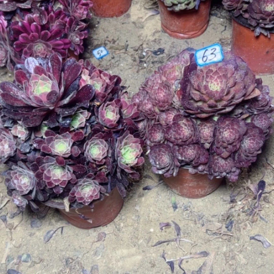 【闪购商品】多肉植物断枝不包63