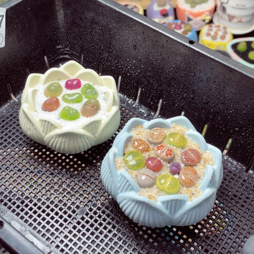 w3647-一份2盆量拍