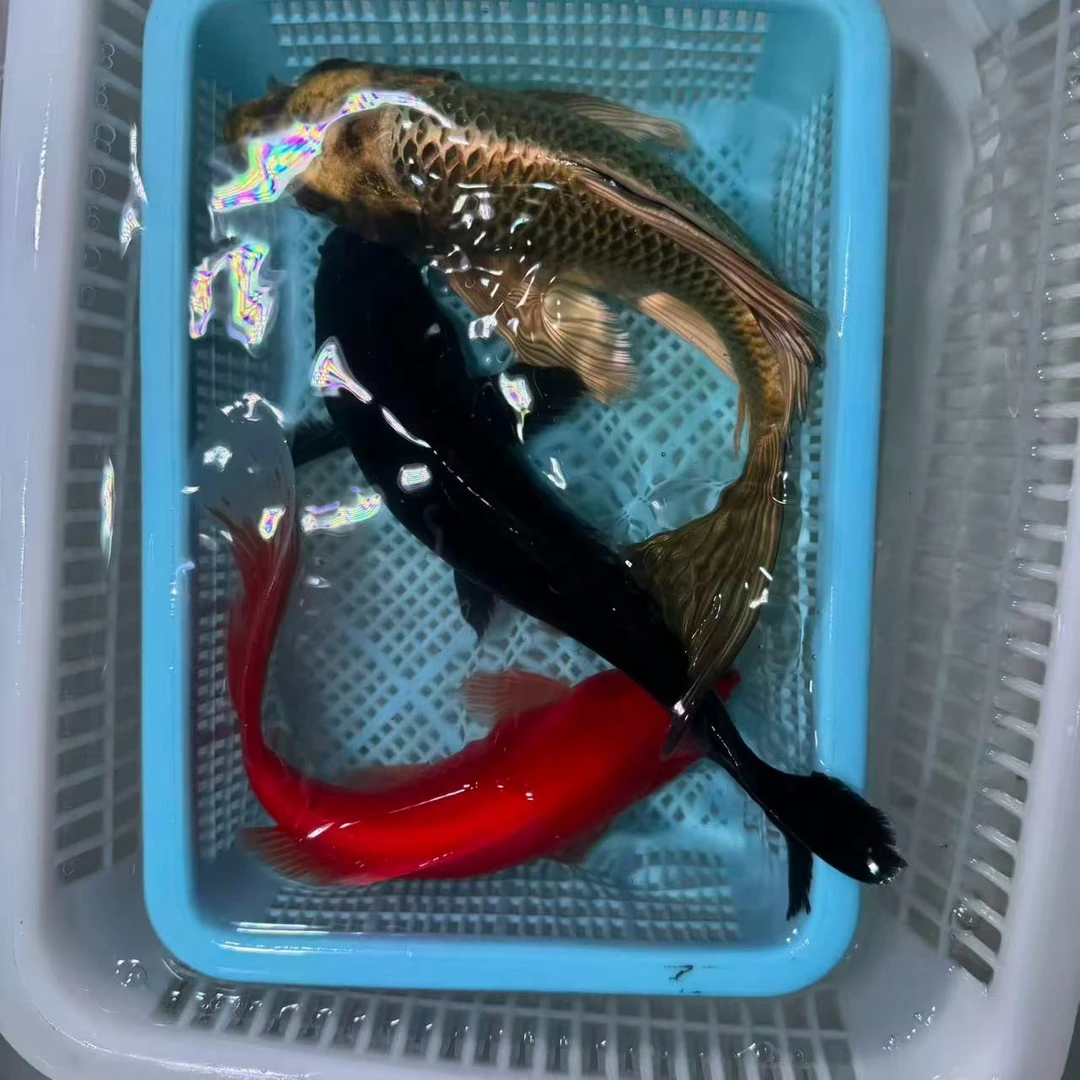 【三条装组合】15-20公分红鹦鹉铁包金熊猫蝴蝶鲤组合包邮