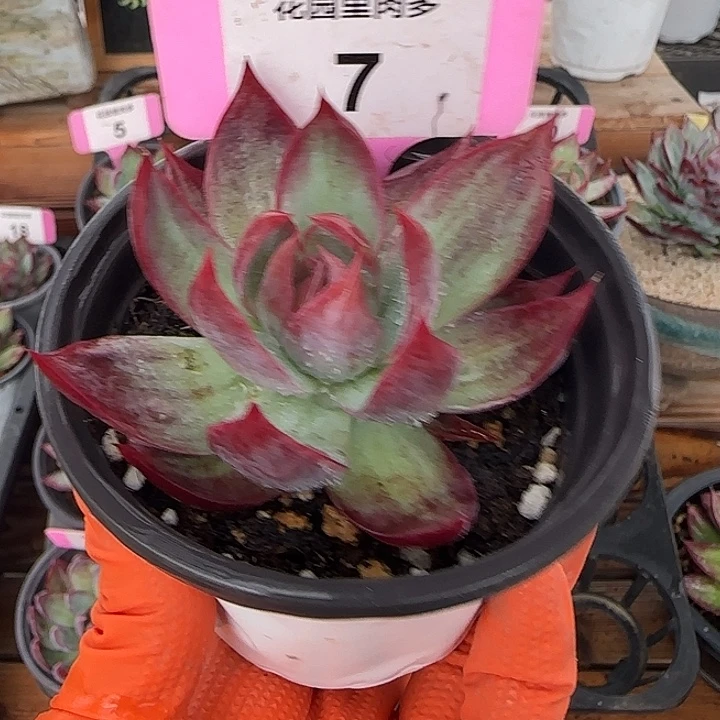 低***调7 惊鸿仙子多肉植物