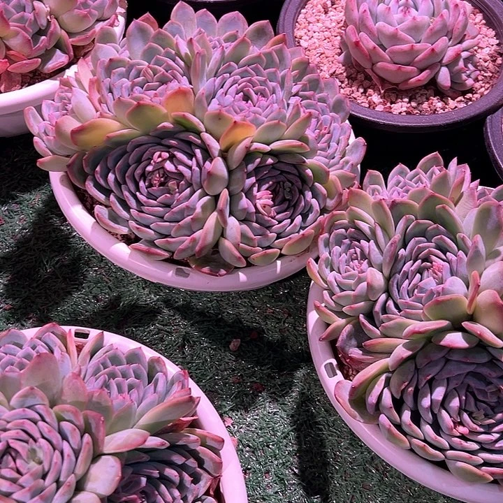 15.101沙沙群带盆一个