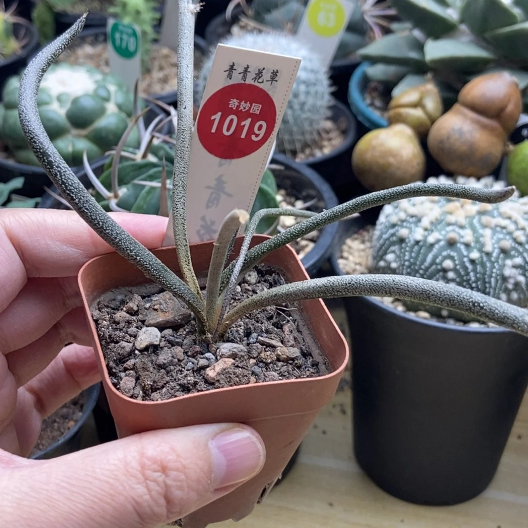 实生母本美杜莎一颗