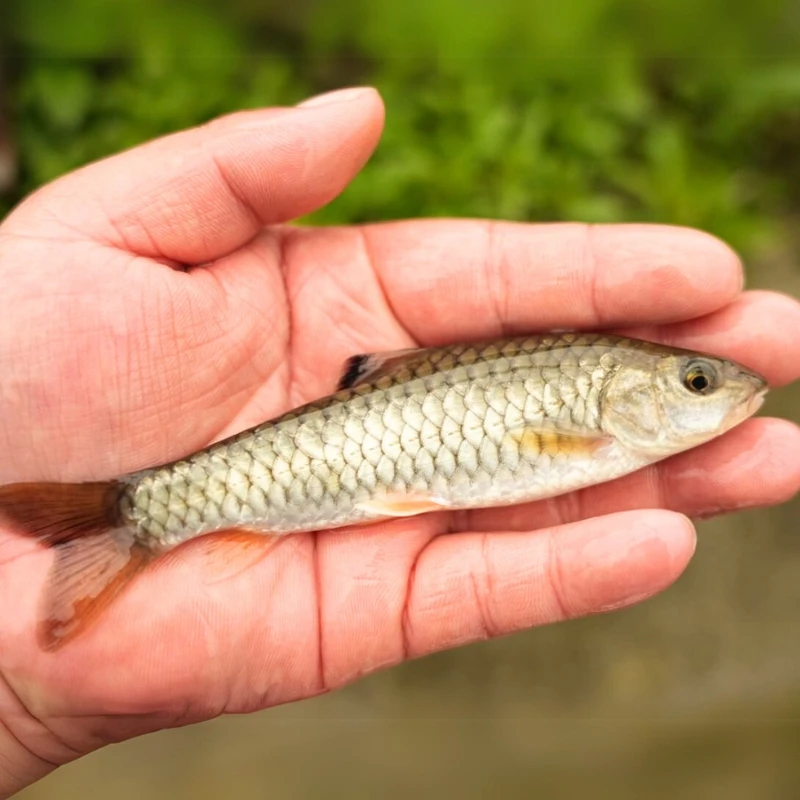 【活体】贵州军鱼青棍黄娟鱼（6-10厘米）观赏鱼淡水鱼冷水鱼